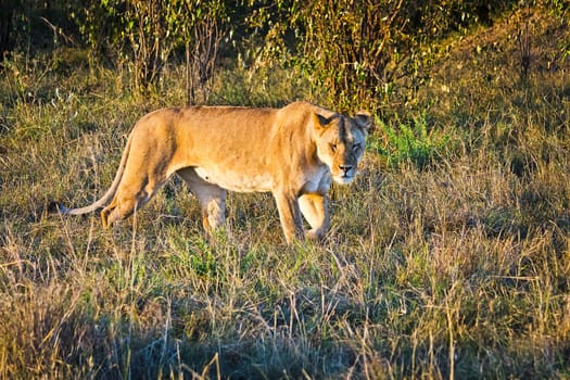 Lion in the wild in the African savannah. Lion - predator felines