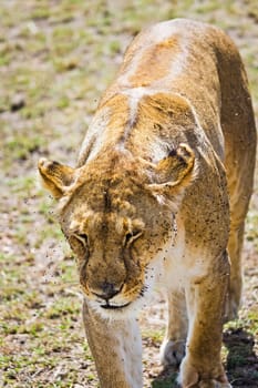 Lion in the wild in the African savannah. Lion - predator felines