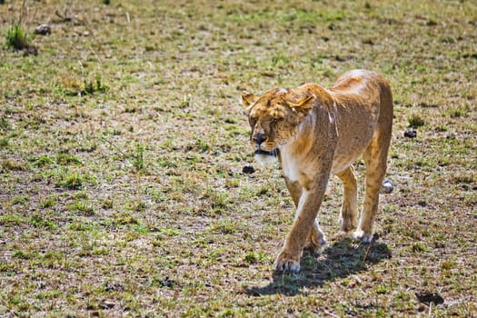 Lion in the wild in the African savannah. Lion - predator felines