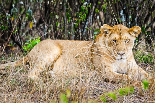 Lion in the wild in the African savannah. Lion - predator felines