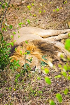 Lion in the wild in the African savannah. Lion - predator felines