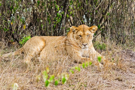 Lion in the wild in the African savannah. Lion - predator felines