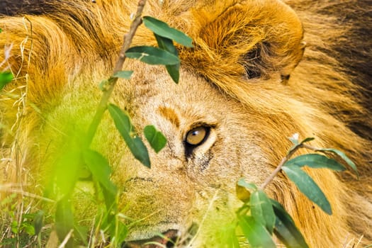 Lion in the wild in the African savannah. Lion - predator felines