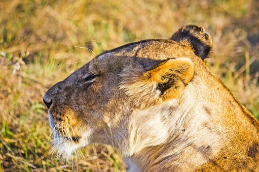 Lion in the wild in the African savannah. Lion - predator felines