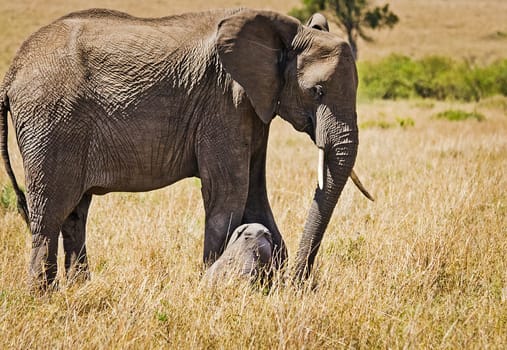 Elephants in the African savannah. Elephant standing in high grass in the Chobe National Park