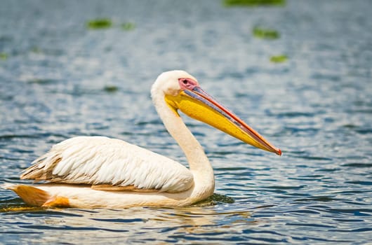 Pelican Bird in Africa. a Waterfowl Pelican