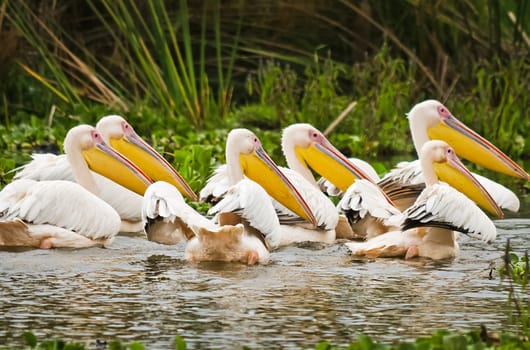 Pelican Bird in Africa. a Waterfowl Pelican