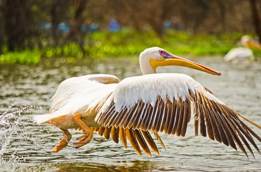 Pelican Bird in Africa. a Waterfowl Pelican