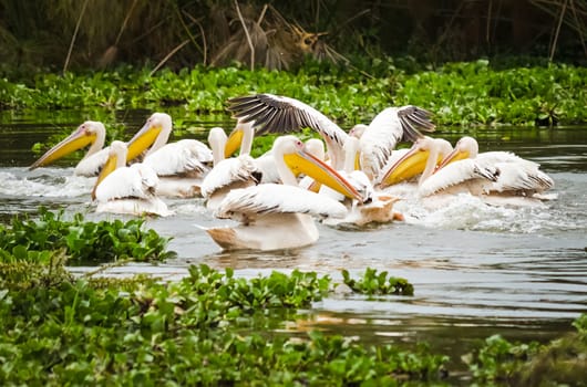 Pelican Bird in Africa. a Waterfowl Pelican