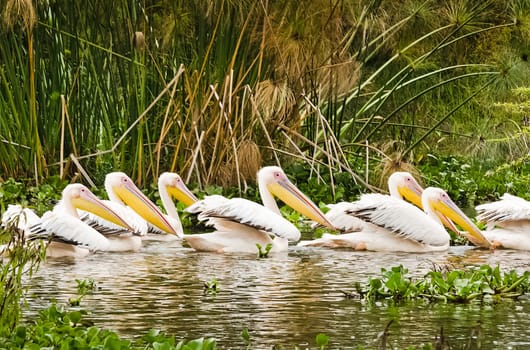 Pelican Bird in Africa. a Waterfowl Pelican