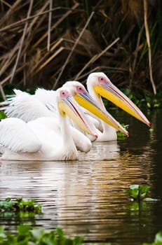 Pelican Bird in Africa. a Waterfowl Pelican