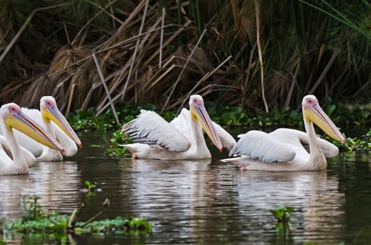 Pelican Bird in Africa. a Waterfowl Pelican