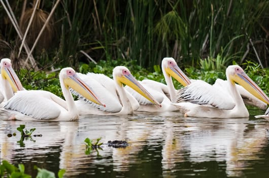 Pelican Bird in Africa. a Waterfowl Pelican