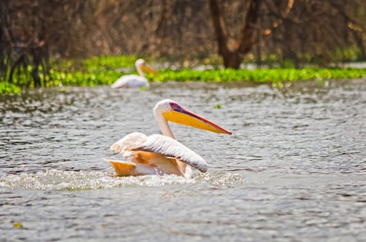 Pelican Bird in Africa. a Waterfowl Pelican