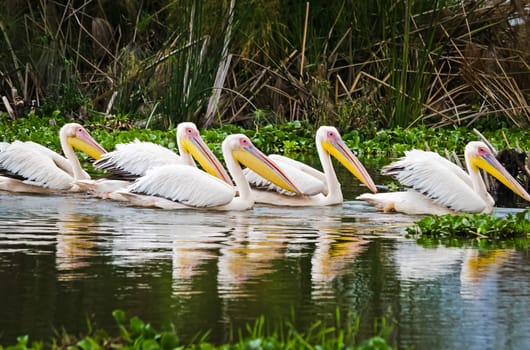 Pelican Bird in Africa. a Waterfowl Pelican