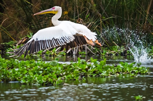 Pelican Bird in Africa. a Waterfowl Pelican