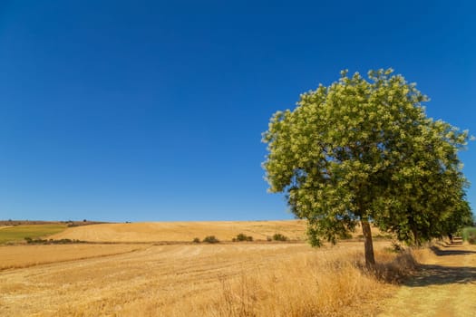 view of a crop field in the north of Spain