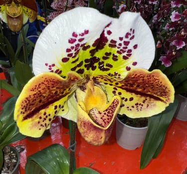 Orchids are beautiful tropical flowers that come in many shapes and colors. Orchids are beautiful tropical flowers that come in many shapes and colors.