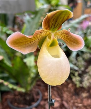Orchids are beautiful tropical flowers that come in many shapes and colors. Orchids are beautiful tropical flowers that come in many shapes and colors.