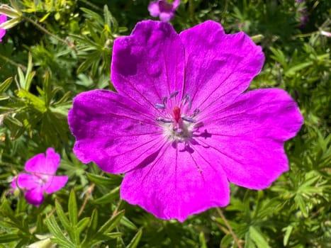 Geranium,Sanguineum is a beautiful wild and medicinal plant with deep purple flowers. Cranesbill,Geranium,sanguineum is a pretty wild and medicinal plant with deep purple flowers.