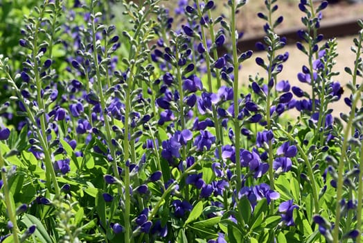 Baptisia tinctoria is an important medicinal plant with blue flowers and is widely used in medicine. It is a perennial and belongs to the Faerber plants. Shell dyer,Baptisia tinctoria,is an important medicinal plant with blue flowers and is widely used in medicine. It is a perennial and belongs to the dyer plants.