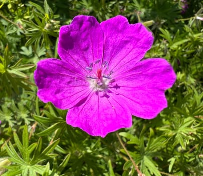 Geranium,Sanguineum is a beautiful wild and medicinal plant with deep purple flowers. Cranesbill,Geranium,sanguineum is a pretty wild and medicinal plant with deep purple flowers.
