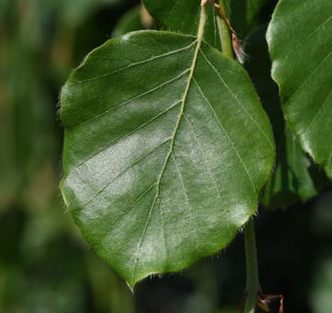 Beech,Fagus sylvatica,is a deciduous tree that is often found in our forests.  It is a mighty tree and its wood is an important source of timber. Beech,Fagus,sylvatica,is a deciduous tree,which is often found in our forests. It is a powerful tree and its wood is an important timber supplier.