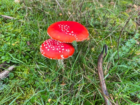 Toadstool,Amanita muscaria,is a beautiful red mushroom that grows in the forest but is poisonous. Toadstool,Amanita muscaria,is a beautiful red mushroom that grows in the woods but is poisonous.