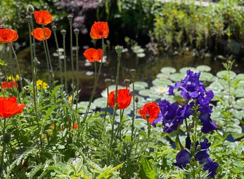 Garden ponds,are aquatic biotopes that enrich every garden. Garden ponds are water biotopes that enrich every garden