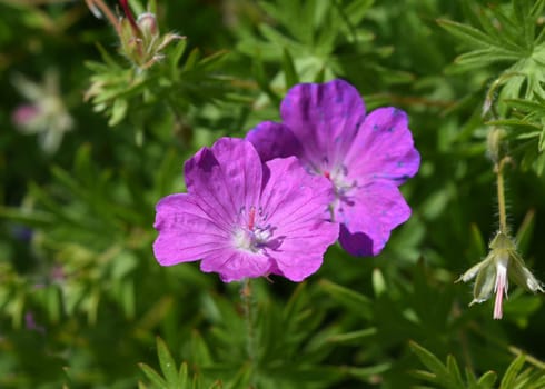 Geranium,Sanguineum is a beautiful wild and medicinal plant with deep purple flowers. Cranesbill,Geranium,sanguineum is a pretty wild and medicinal plant with deep purple flowers.