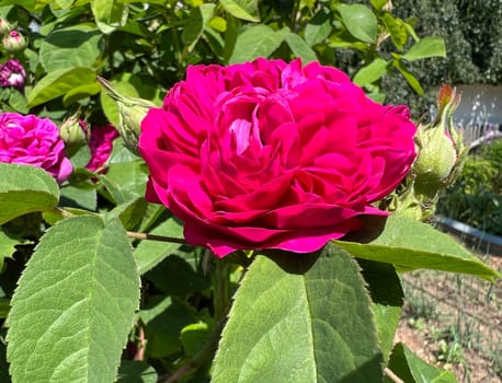 Damascus rose,Rose de Resht,is one of the old rose varieties with a beguiling fragrance. Damascene rose,Rose de Resht,is one of the old rose varieties with a beguiling scent.