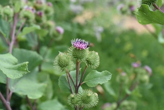 Burdock,arctium,lappa,is an important medicinal plant with purple flowers and is used in medicine. Big burdock,arctium,lappa,is an important medicinal plant with purple flowers and is used in medicine.