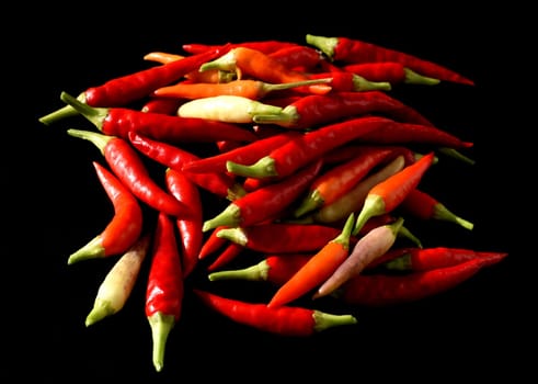Chili,Capsicum is a spicy spice plant. Chili,Capsicum is a hot spice plant.