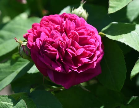 Damascus rose,Rose de Resht,is one of the old rose varieties with a beguiling fragrance. Damascene rose,Rose de Resht,is one of the old rose varieties with a beguiling scent.