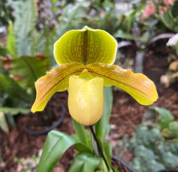 Orchids are beautiful tropical flowers that come in many shapes and colors. Orchids are beautiful tropical flowers that come in many shapes and colors.