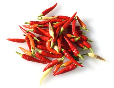 Chili,Capsicum is a spicy spice plant. Chili,Capsicum is a hot spice plant.