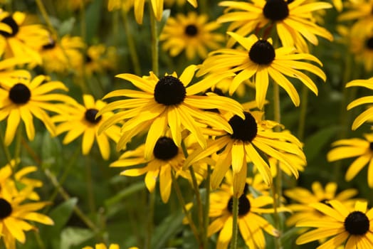 Coneflower,Rudbeckia hirta,is an important medicinal plant and a flower with yellow flowers. It is a beautiful perennial plant and is also used in medicine. Coneflower,Rudbeckia hirta,is an important medicinal plant and a flower with yellow flowers. It is a beautiful perennial plant and is also used in medicine.