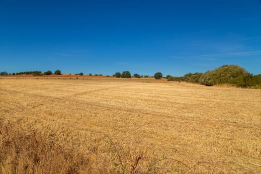 view of a crop field in the north of Spain