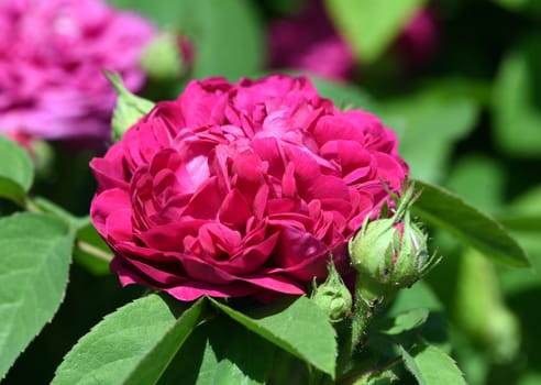 Damascus rose,Rose de Resht,is one of the old rose varieties with a beguiling fragrance. Damascene rose,Rose de Resht,is one of the old rose varieties with a beguiling scent.