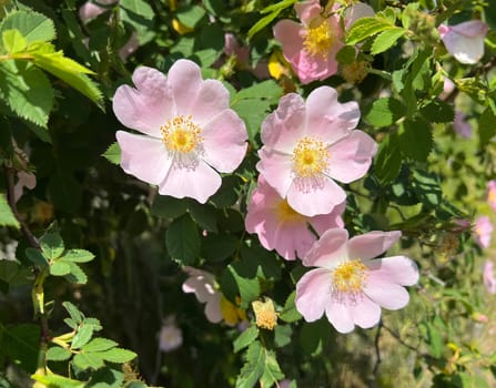 Dog rose,Rosa canina,is an important medicinal plant with pink or white flowers and red fruits in autumn.  It is also used in medicine. Dog rose,Rosa canina,is an important medicinal plant with pink or white flowers and in autumn with red fruit. It is also used in medicine.