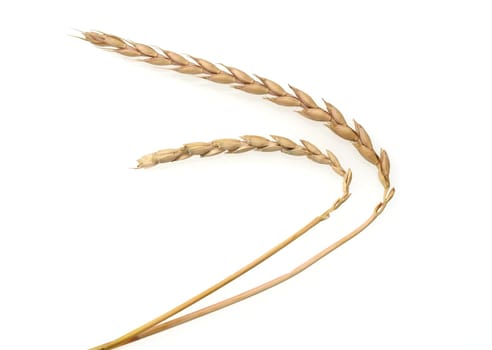 Spelt,Triticum spelta,is a relatively rare cereal. Spelled,Triticum spelta,is a relatively rare grain