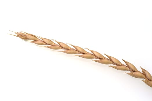Spelt,Triticum spelta,is a relatively rare cereal. Spelled,Triticum spelta,is a relatively rare grain