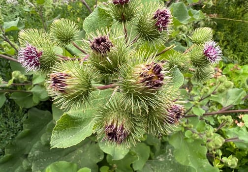 Burdock,arctium,lappa,is an important medicinal plant with purple flowers and is used in medicine. Big burdock,arctium,lappa,is an important medicinal plant with purple flowers and is used in medicine.