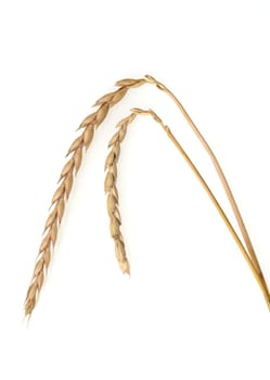 Spelt,Triticum spelta,is a relatively rare cereal. Spelled,Triticum spelta,is a relatively rare grain