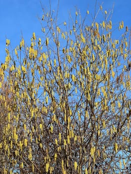 Hazelnut catkins,Corylus avellana,is a native bush or tree species that can cause allergies. Hazelnut catkin,Corylus avellana,is a native bush or tree species that can cause allergies.
