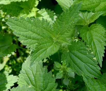 Nettle the Great,Urtica Dioica,belongs to the wild herbs and wild vegetables. It is a wild plant with green flowers. It is an important medicinal plant and is also used in medicine. The big nettle,Urtica dioica,belongs to the wild herbs and wild vegetables. It is a wild plant with green flowers. It is an important medicinal plant and is also used in medicine.