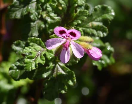 Oak leaf pelargonium,pelargonium,quercifolium,is a fragrant geranium that is used as a pot and balcony flower. Oak leaf pelargonium,Pelargonium,quercifolium,is a scented geranium that is used as a pot and balcony flower
