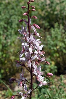 Diptam,Dictamnus Albus,is an important medicinal plant with pink flowers and is used in medicine. Diptam,Dictamnus albus,is an important medicinal plant with pink flowers and is used in medicine.