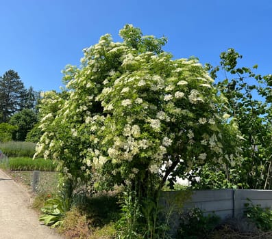 Elderberry,Sambucus,nigra is a wild and medicinal plant with white flowers and black berries. Elder,Sambucus,nigra is a wild and medicinal plant with white flowers and black berries.
