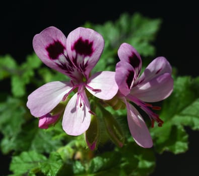 Oak leaf pelargonium,pelargonium,quercifolium,is a fragrant geranium that is used as a pot and balcony flower. Oak leaf pelargonium,Pelargonium,quercifolium,is a scented geranium that is used as a pot and balcony flower